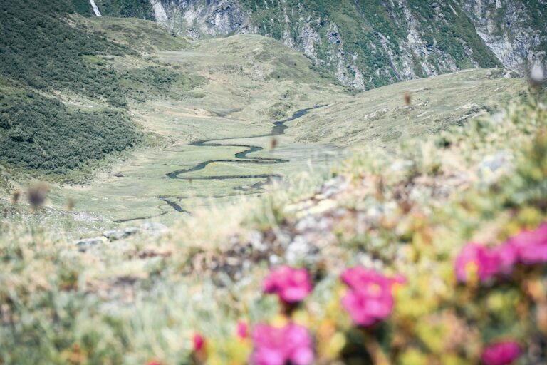 Flowering mountain meadow in the Hollersbach valley, Hohe Tauern