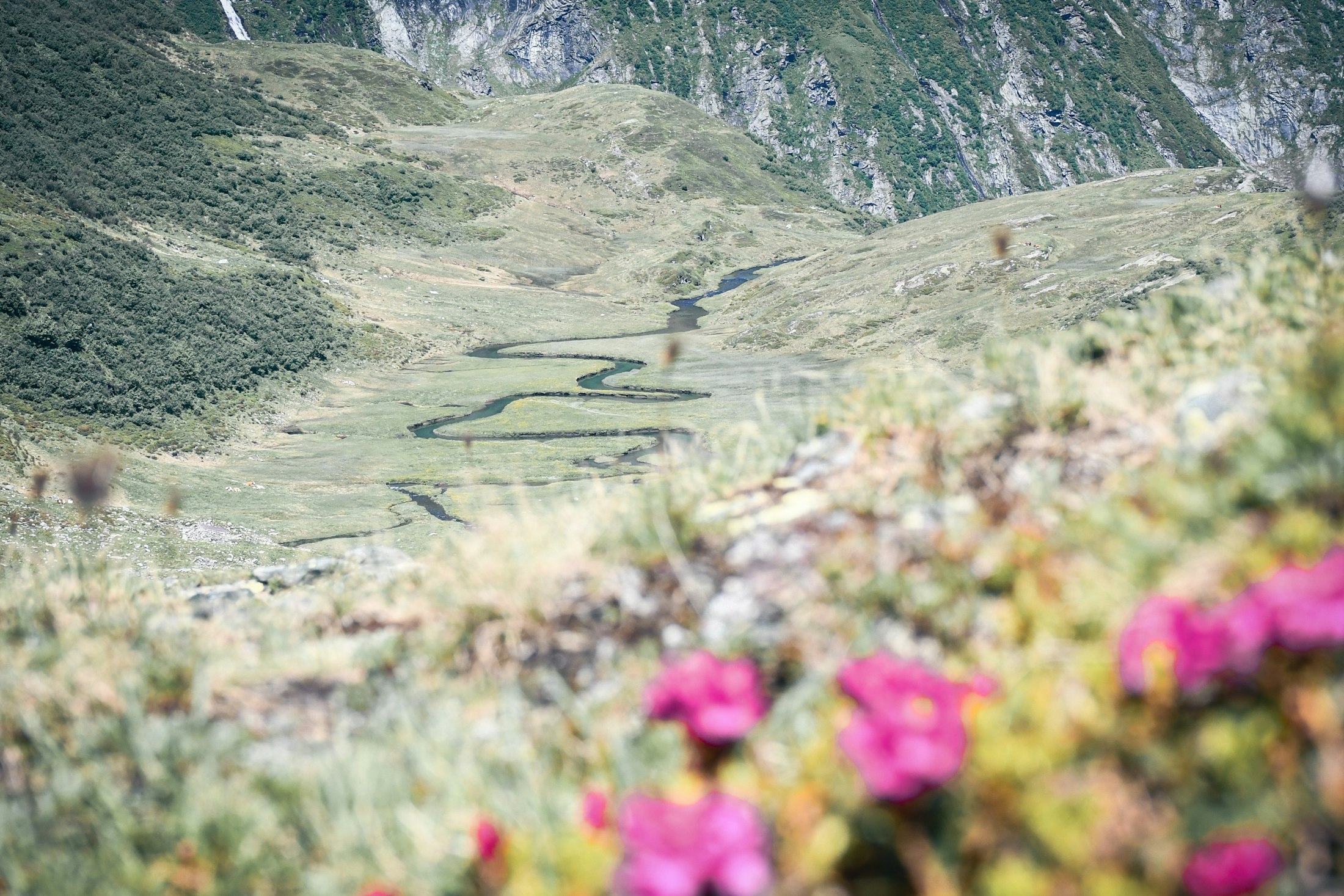 Prairie alpine fleurie dans la vallée de Hollersbach, Hohe Tauern